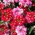 美女樱花种多年生耐寒冷易种易活阳台庭院公园花海花卉种籽子