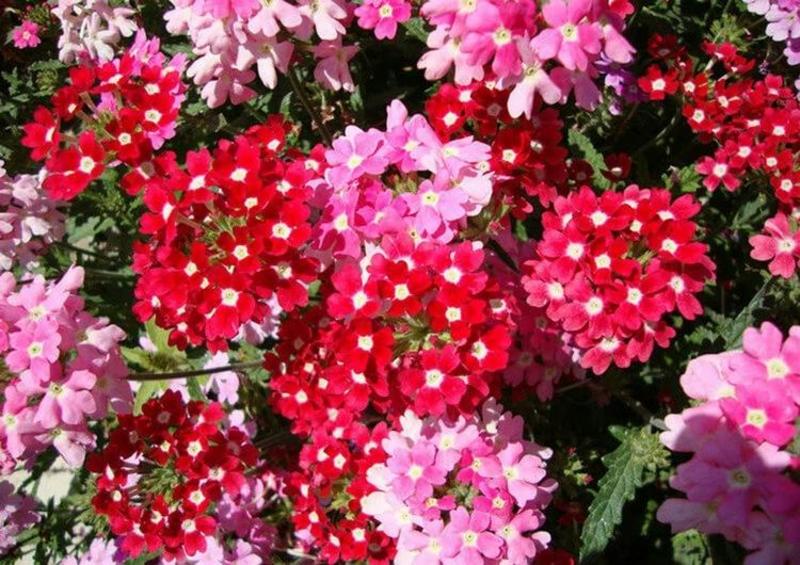 美女樱花种多年生耐寒冷易种易活阳台庭院公园花海花卉种籽子