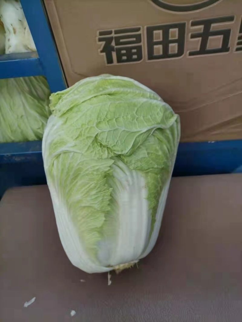 【精品】聊城大白菜4~6斤净菜专业代办服务完善