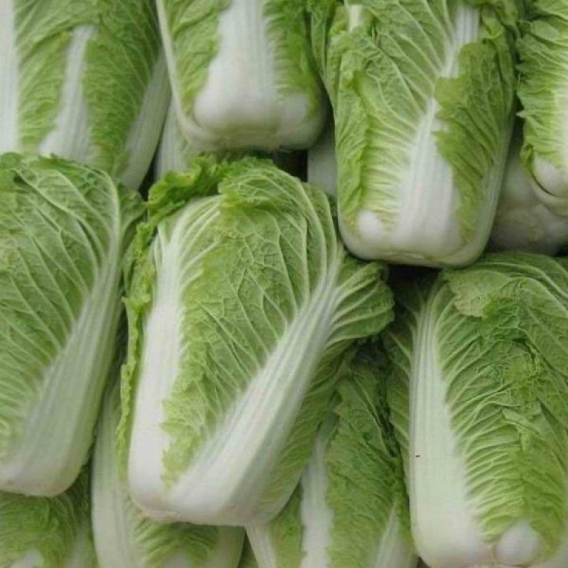 【精品】聊城大白菜4~6斤净菜专业代办服务完善