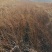 雪柳干枝雪柳珍珠绣线菊产地直发支持一件代