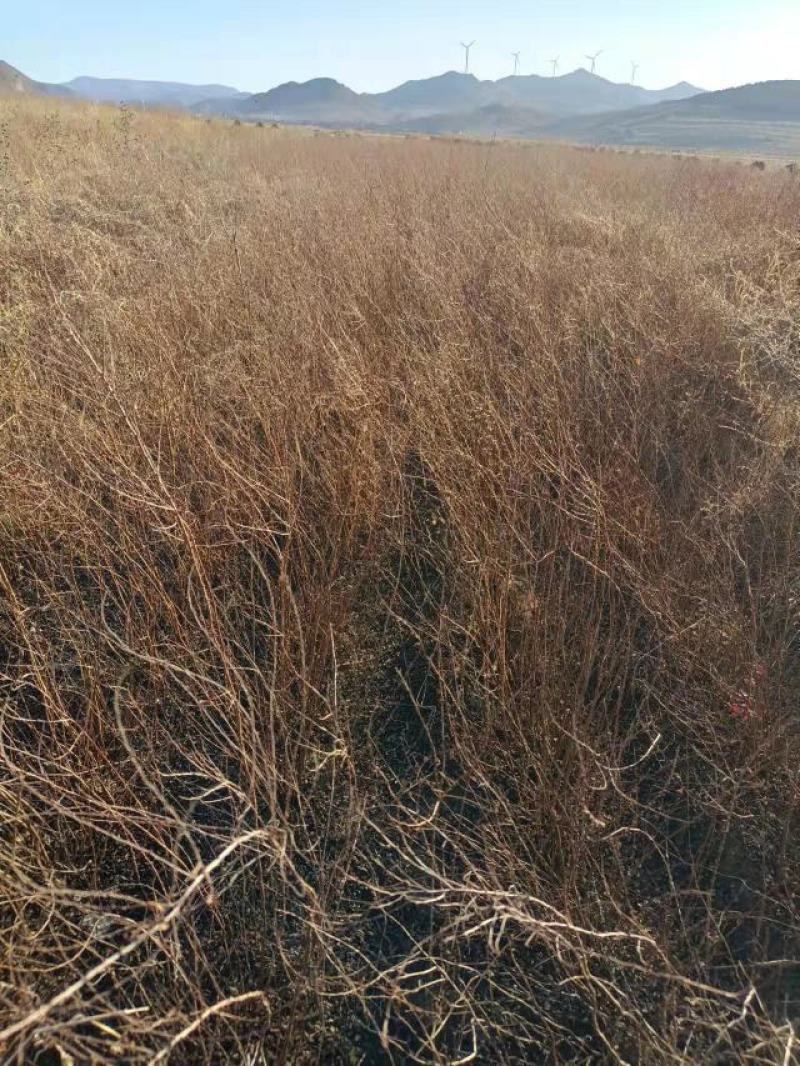 雪柳干枝雪柳珍珠绣线菊产地直发支持一件代