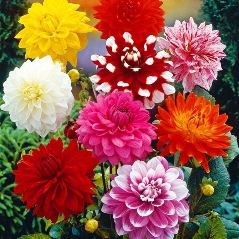 小丽花种子菊花种子，大朵花卉种籽子