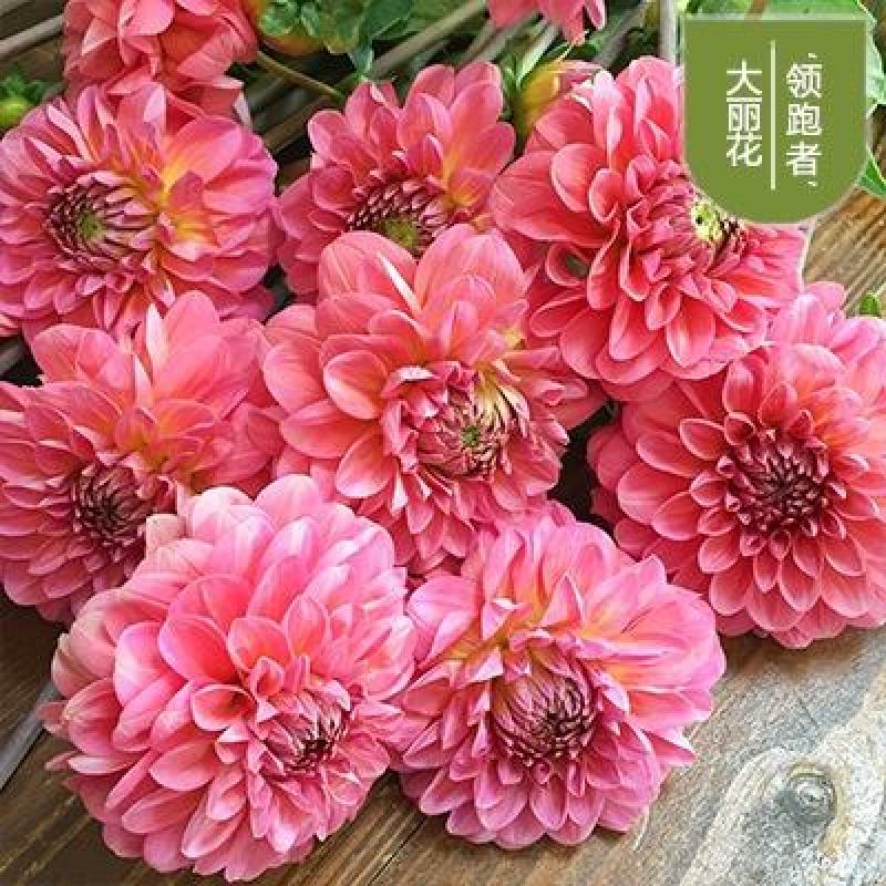 小丽花种子菊花种子，大朵花卉种籽子