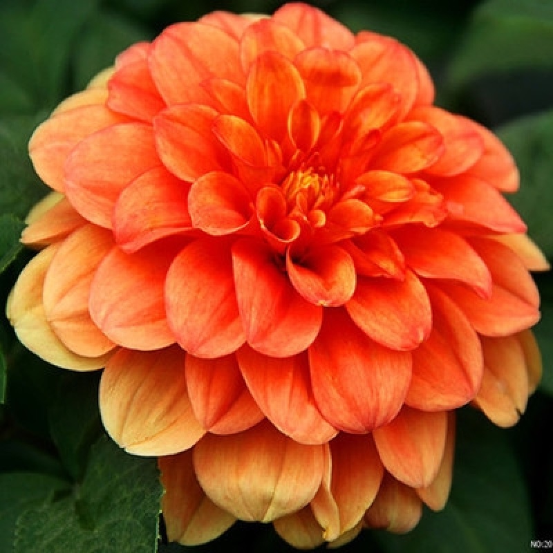 小丽花种子菊花种子，大朵花卉种籽子