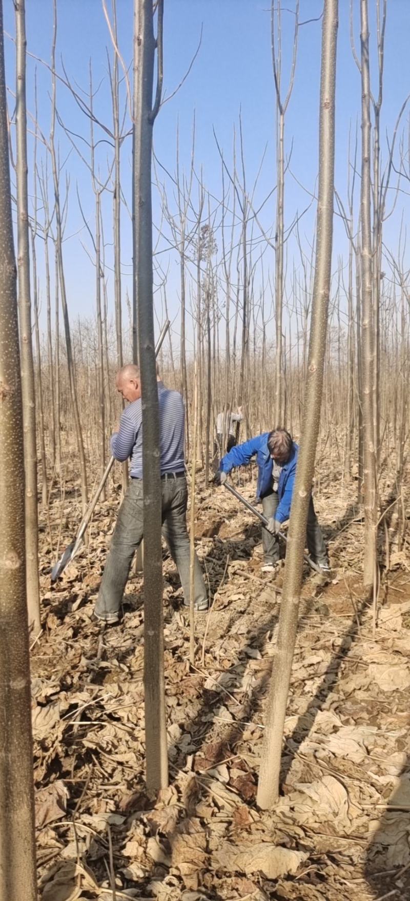 泡桐，地址，山西运城，