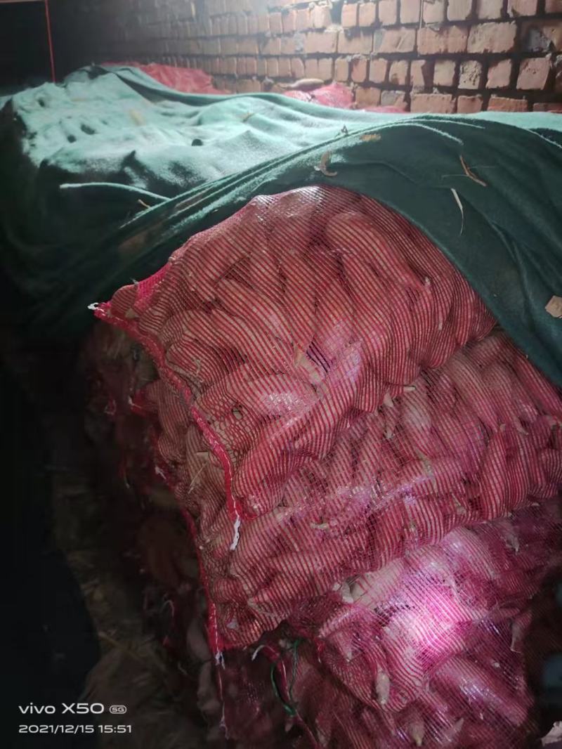 河南开封尉氏精品西瓜红红薯窖藏大吨位质量好货源充足