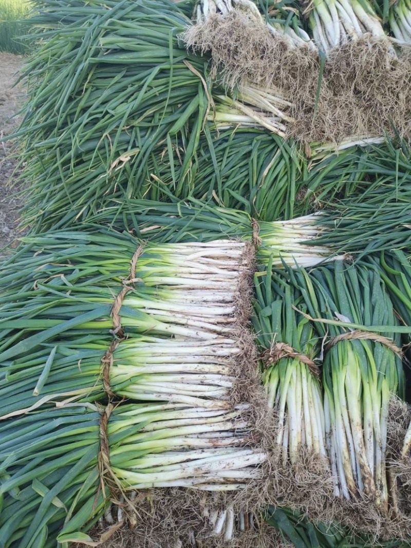 长白大葱分葱货优价廉产地直供，一手货源诚信交易