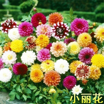 混色重瓣大丽花种子多年生四季易活观赏花卉种籽子花种