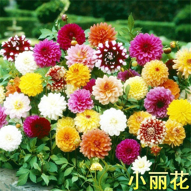 混色重瓣大丽花种子多年生四季易活观赏花卉种籽子花种