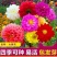 混色重瓣大丽花种子多年生四季易活观赏花卉种籽子花种