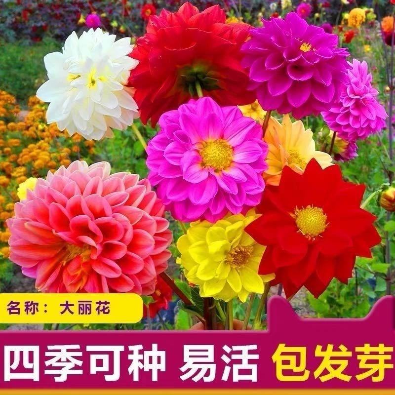 混色重瓣大丽花种子多年生四季易活观赏花卉种籽子花种