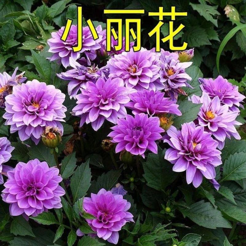 混色重瓣大丽花种子多年生四季易活观赏花卉种籽子花种