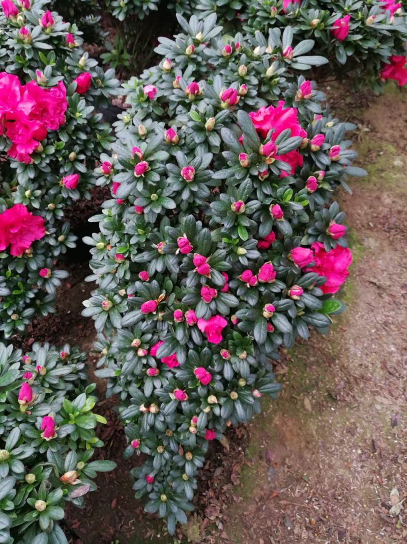 杜鹃花盆栽造型杜鹃花红杜鹃梅红杜鹃西玛多个品种杜鹃