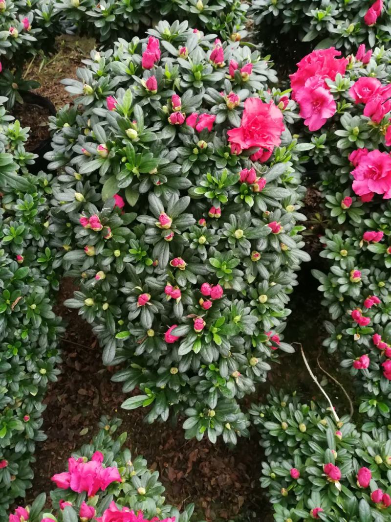 杜鹃花盆栽造型杜鹃花红杜鹃梅红杜鹃西玛多个品种杜鹃