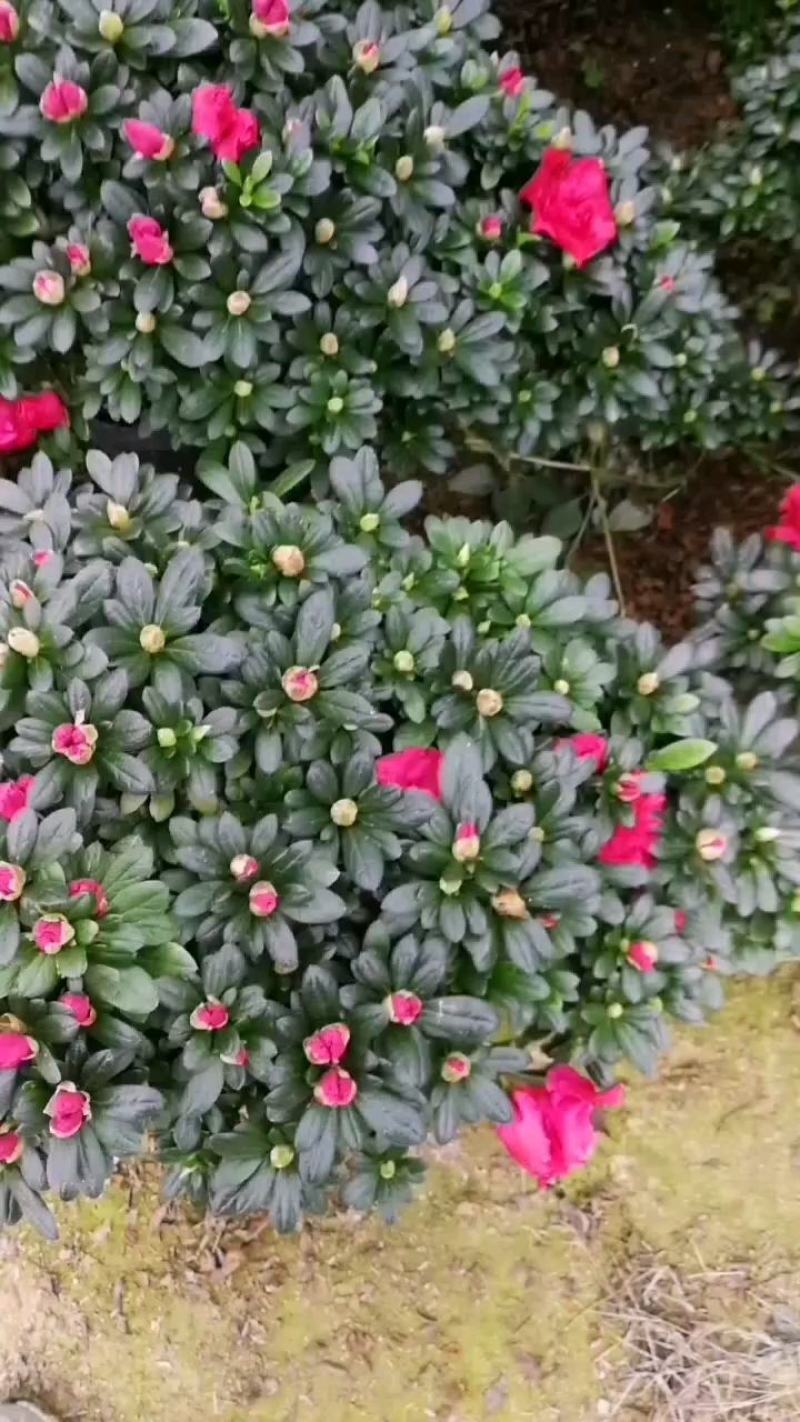 杜鹃花盆栽造型杜鹃花红杜鹃梅红杜鹃西玛多个品种杜鹃