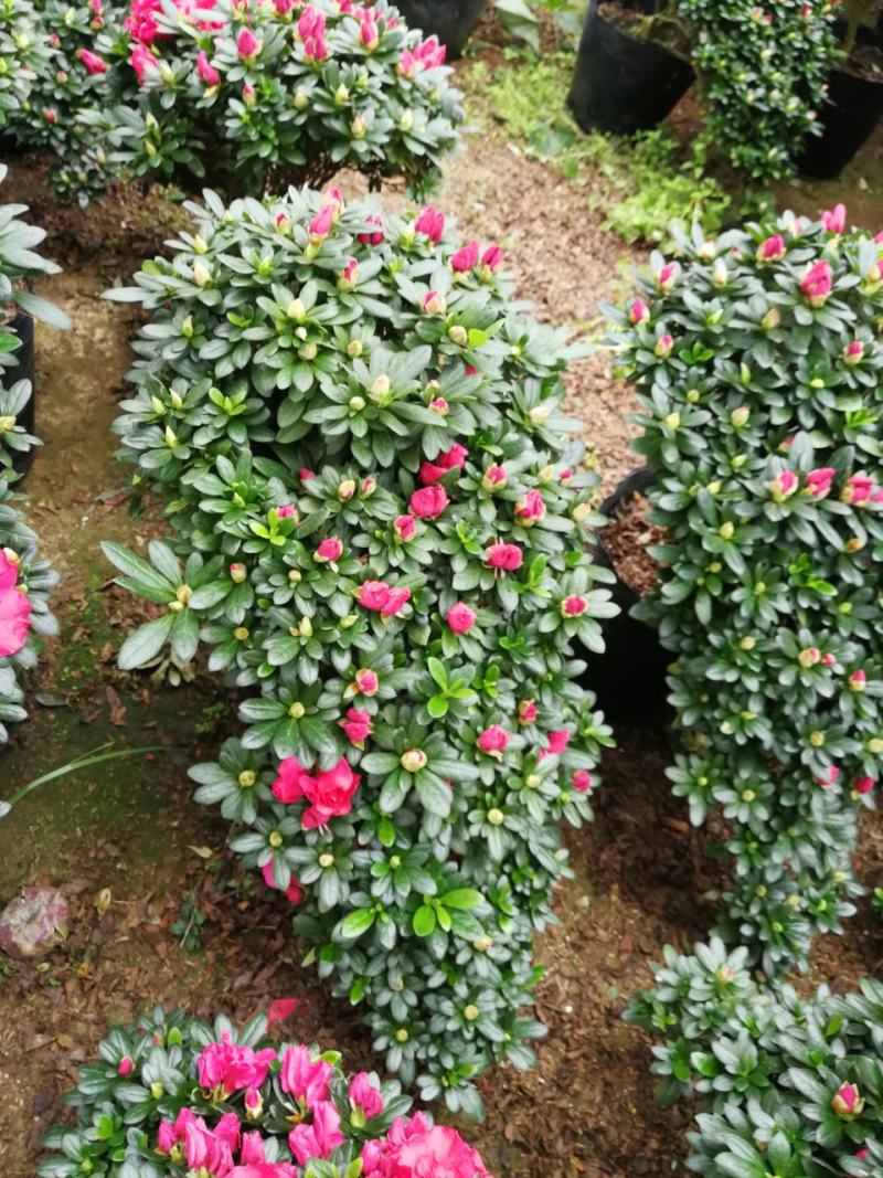 杜鹃花盆栽造型杜鹃花红杜鹃梅红杜鹃西玛多个品种杜鹃