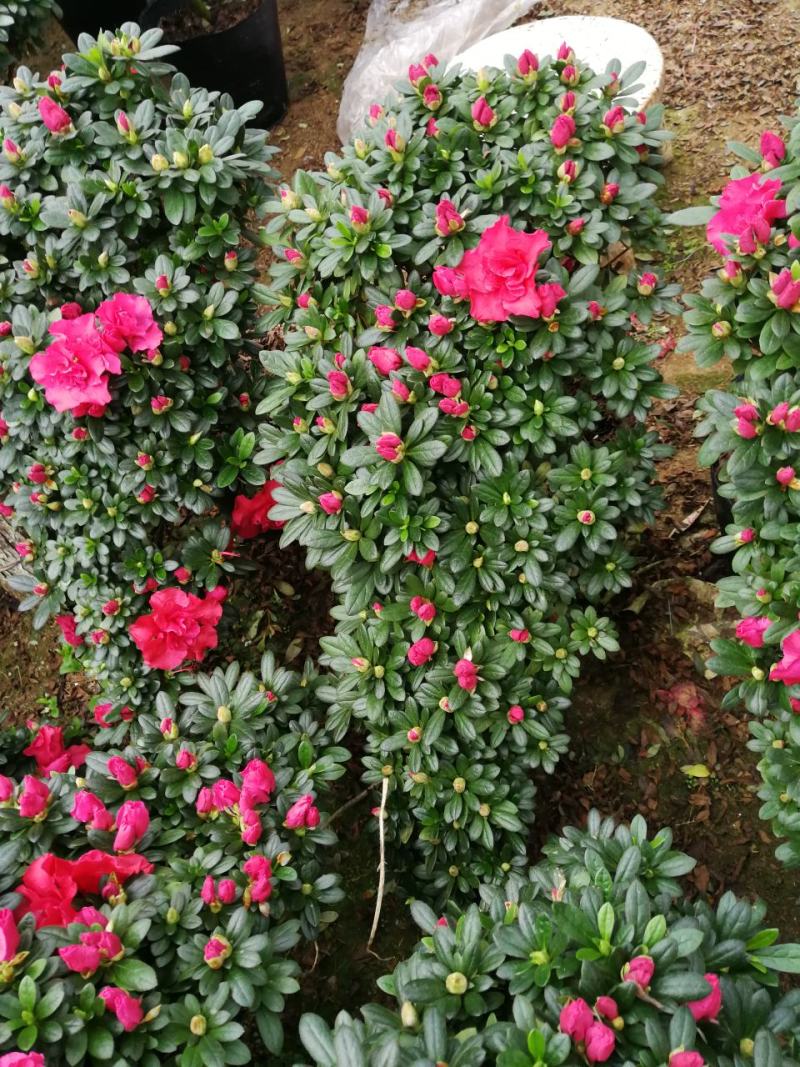 杜鹃花盆栽造型杜鹃花红杜鹃梅红杜鹃西玛多个品种杜鹃