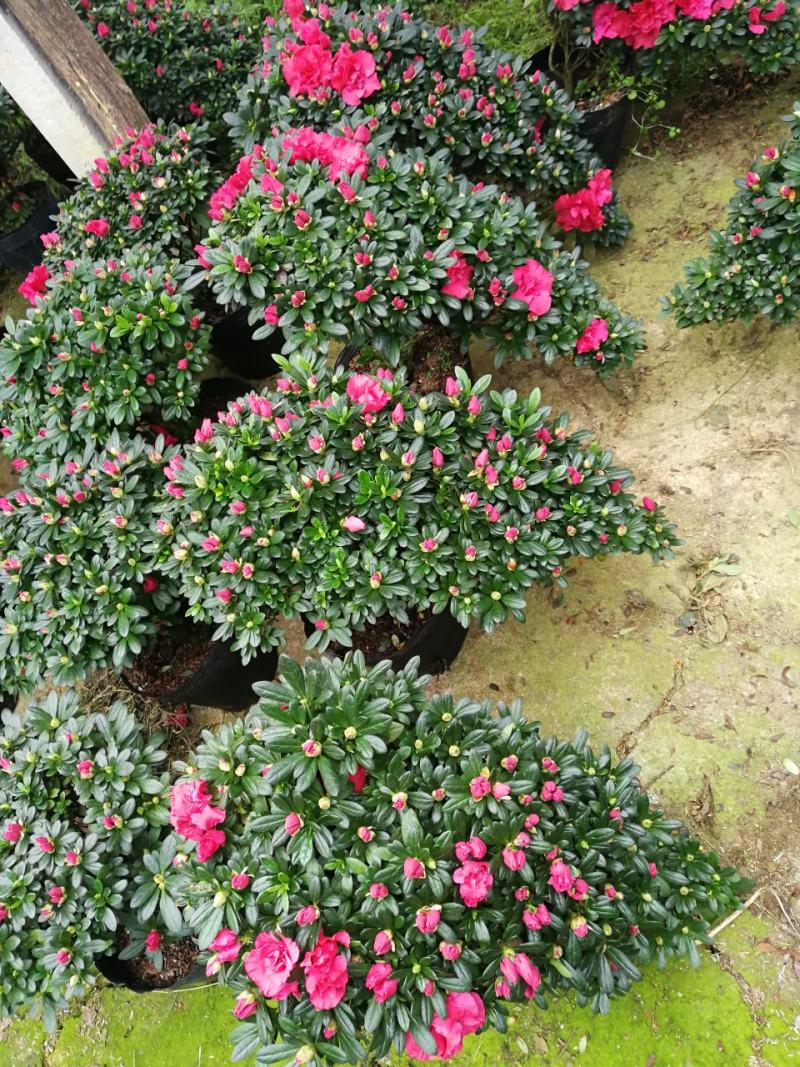 杜鹃花盆栽造型杜鹃花红杜鹃梅红杜鹃西玛多个品种杜鹃