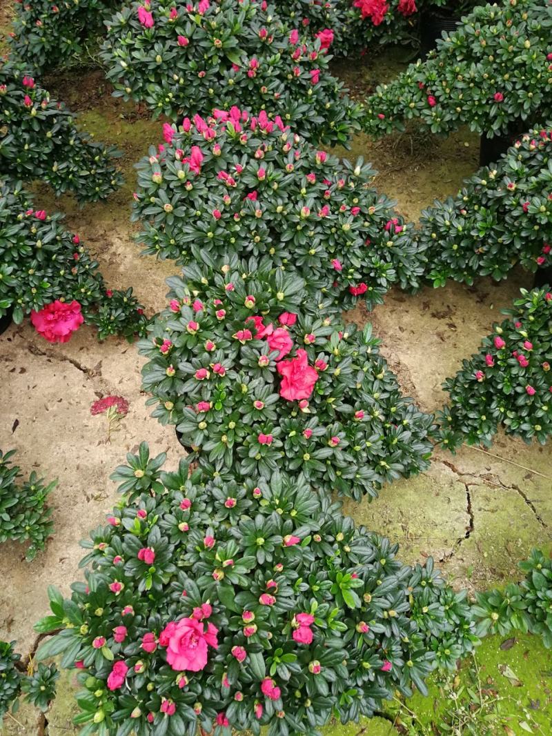 杜鹃花盆栽造型杜鹃花红杜鹃梅红杜鹃西玛多个品种杜鹃
