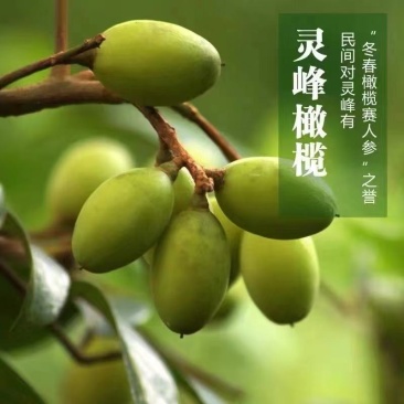 凌峰橄榄