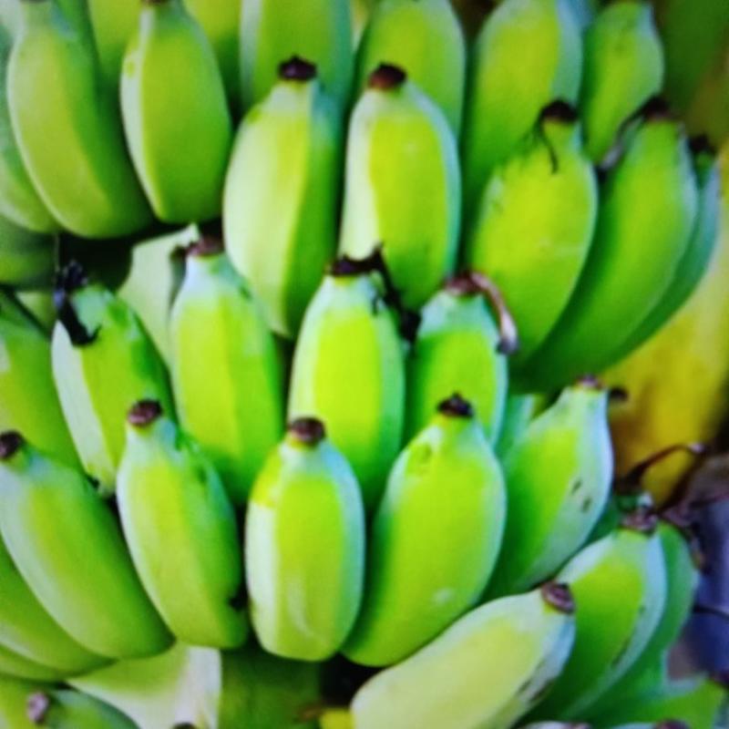 农家自种小米蕉粉蕉小甜蕉9斤包邮应季水果非香蕉大蕉皇帝蕉