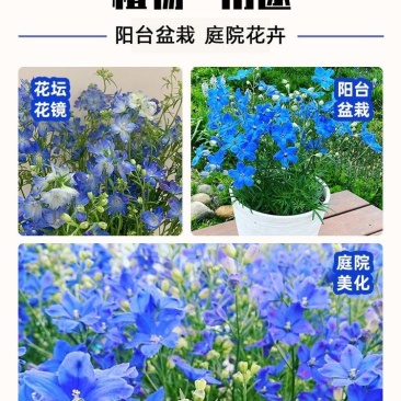 草花种子含羞草花种籽耐寒庭院野花四季花卉种籽子