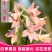 草花种子含羞草花种籽耐寒庭院野花四季花卉种籽子