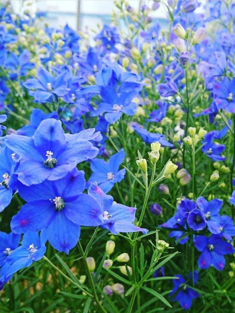 草花种子含羞草花种籽耐寒庭院野花四季花卉种籽子