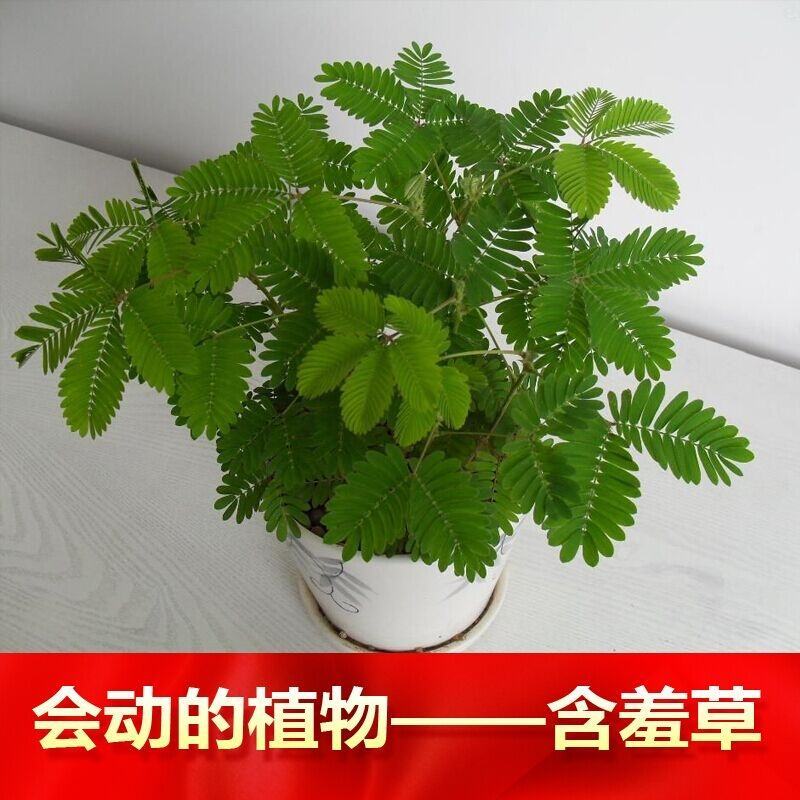 草花种子含羞草花种籽耐寒庭院野花四季花卉种籽子