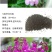 金鱼草种子柳穿鱼龙头花狮子花四季播易种花海花卉种籽子