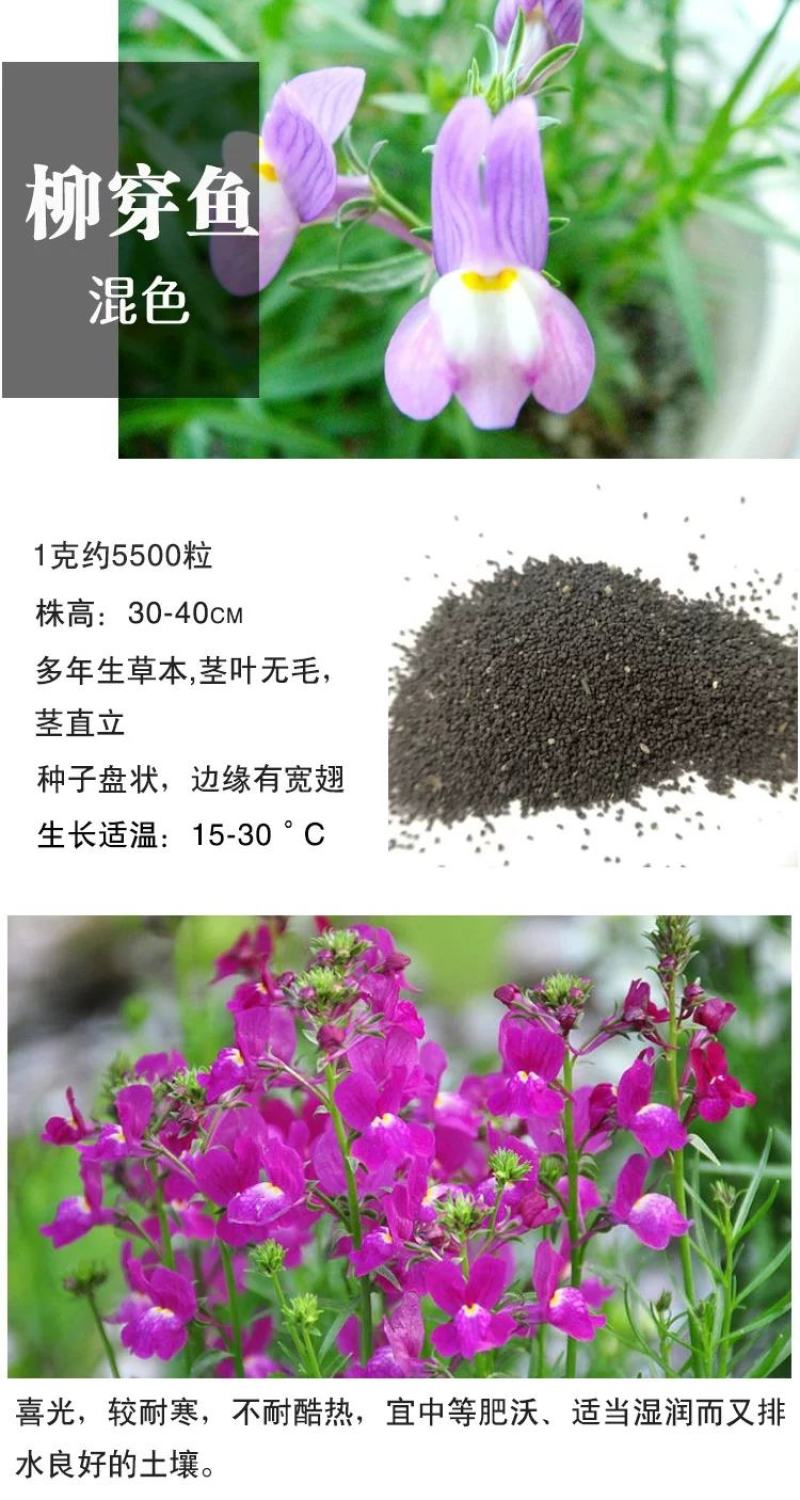 金鱼草种子柳穿鱼龙头花狮子花四季播易种花海花卉种籽子