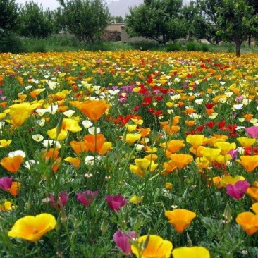 花菱草种子四季易种花卉盆栽种子园林绿化花籽庭院花海种籽子