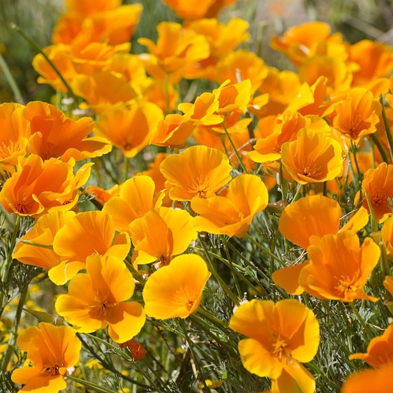花菱草种子四季易种花卉盆栽种子园林绿化花籽庭院花海种籽子