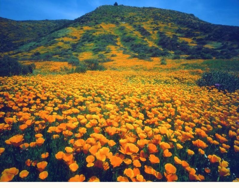 花菱草种子四季易种花卉盆栽种子园林绿化花籽庭院花海种籽子