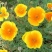 花菱草种子四季易种花卉盆栽种子园林绿化花籽庭院花海种籽子