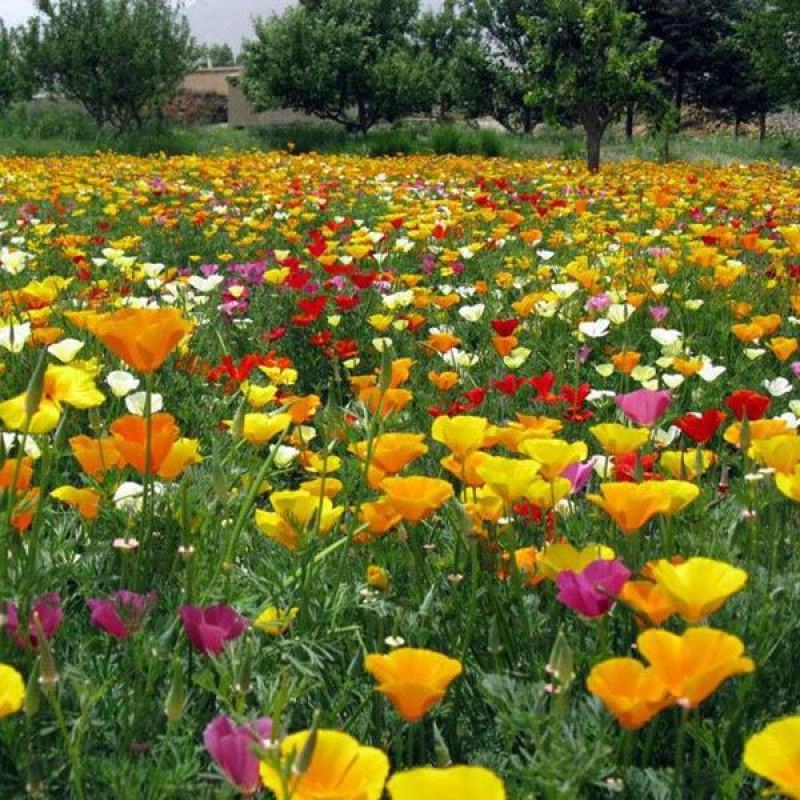 花菱草种子四季易种花卉盆栽种子园林绿化花籽庭院花海种籽子