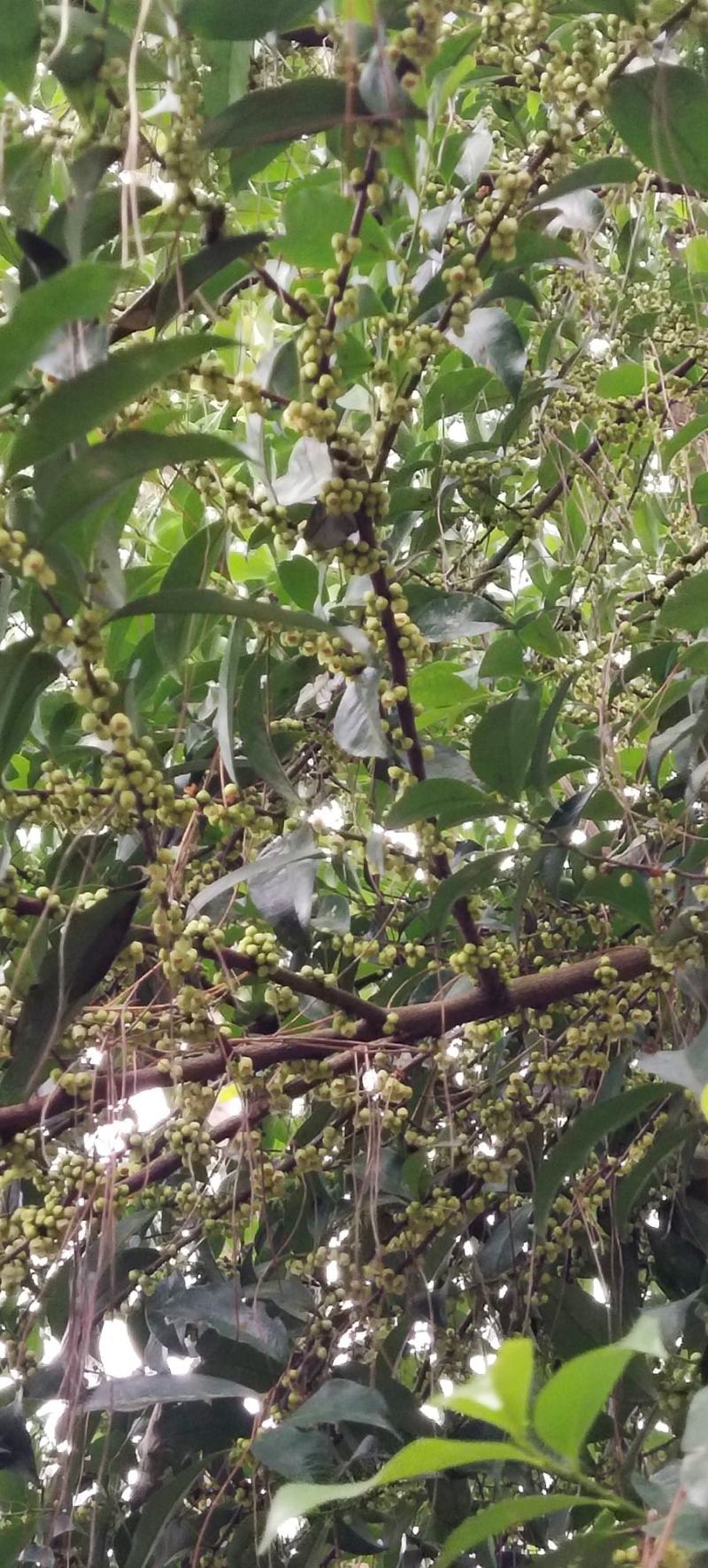 广西土蜂野生纯正鸭掌木野桂花冬蜜，蜂场直供一件发货