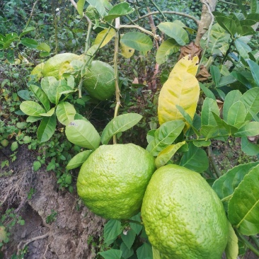 云南楚雄香橼
