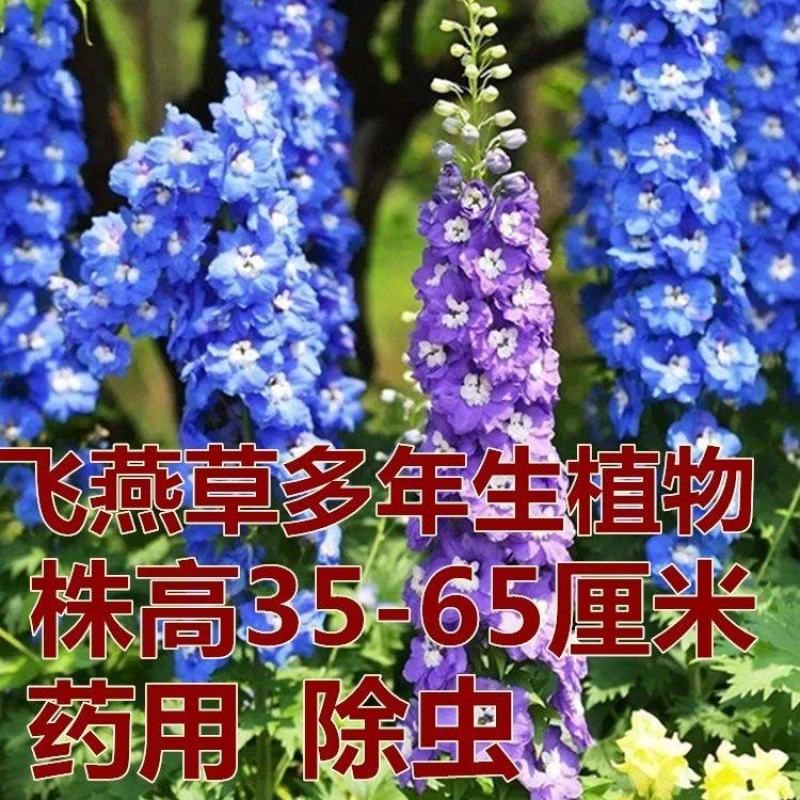 进口大花飞燕草花种子园林景观花海花卉草籽种籽子