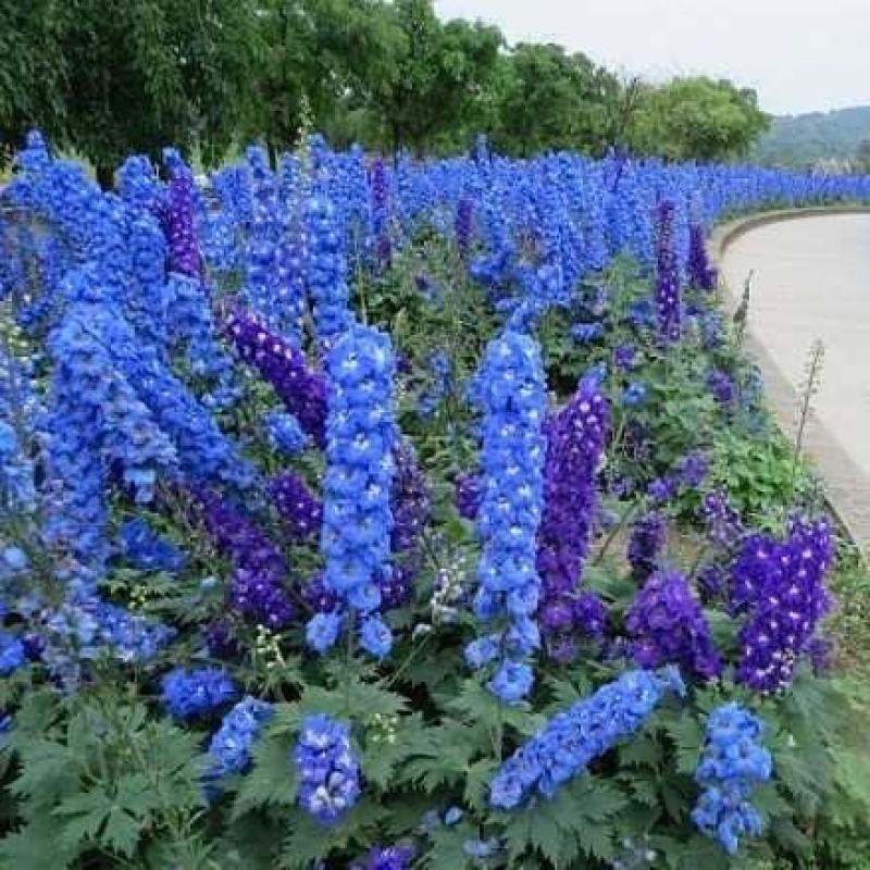 进口大花飞燕草花种子园林景观花海花卉草籽种籽子