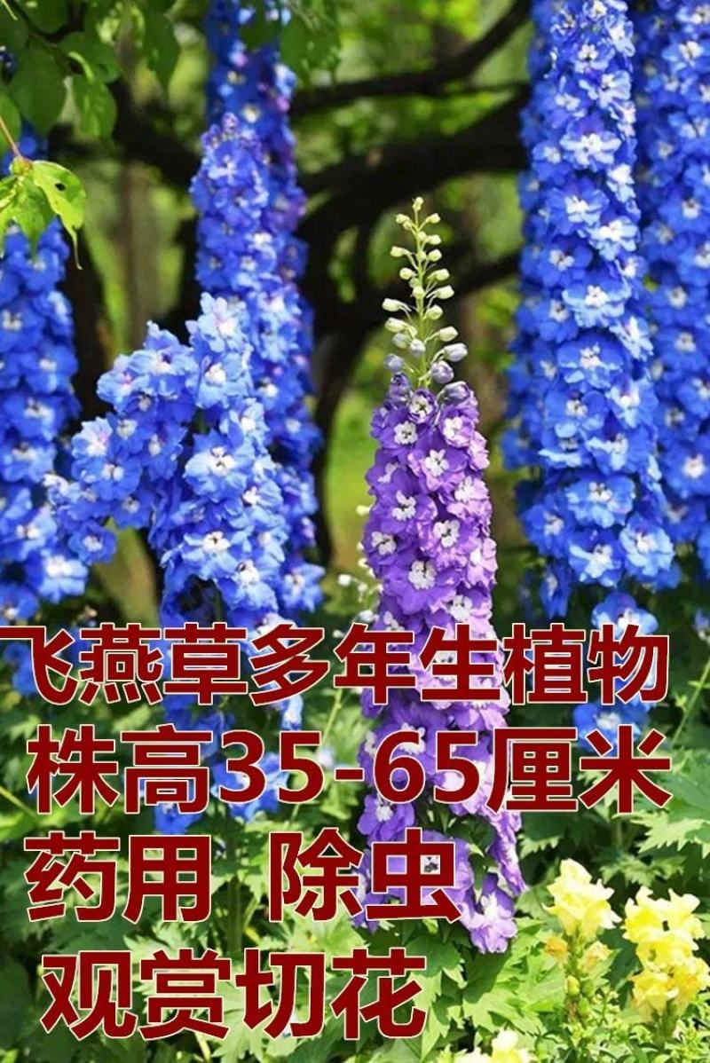 进口大花飞燕草花种子园林景观花海花卉草籽种籽子