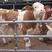 【供应】西门塔尔牛犊肉牛犊提供养殖技术包回收