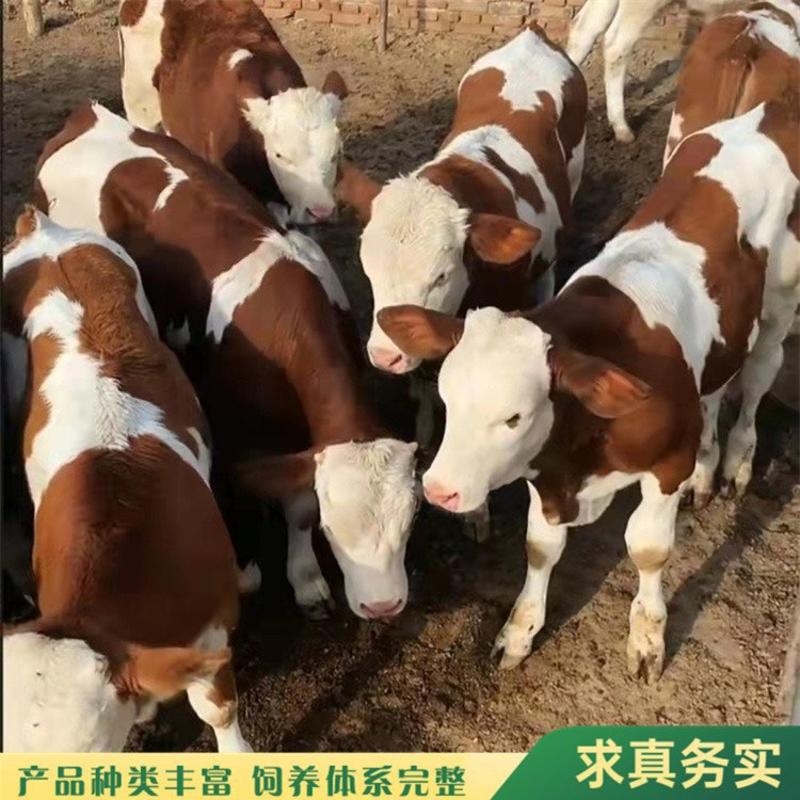 【供应】西门塔尔牛犊肉牛犊提供养殖技术包回收