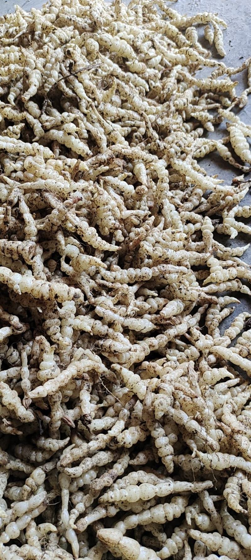 螺丝菜，地环，宝塔菜