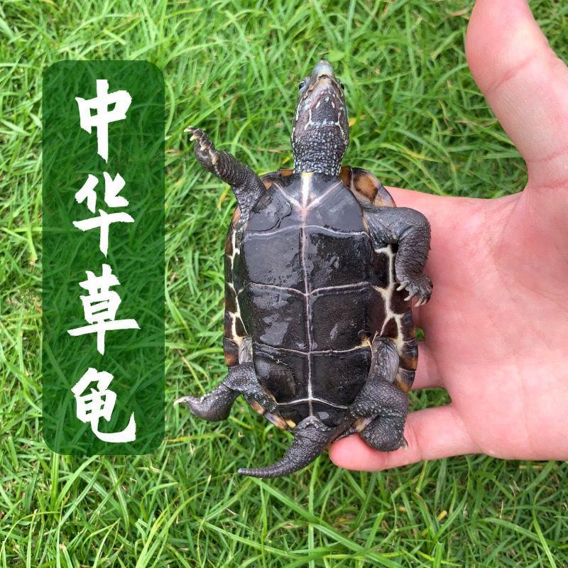 产地直乌龟活体中华草龟小乌龟外塘长寿龟宠物水龟活物包邮