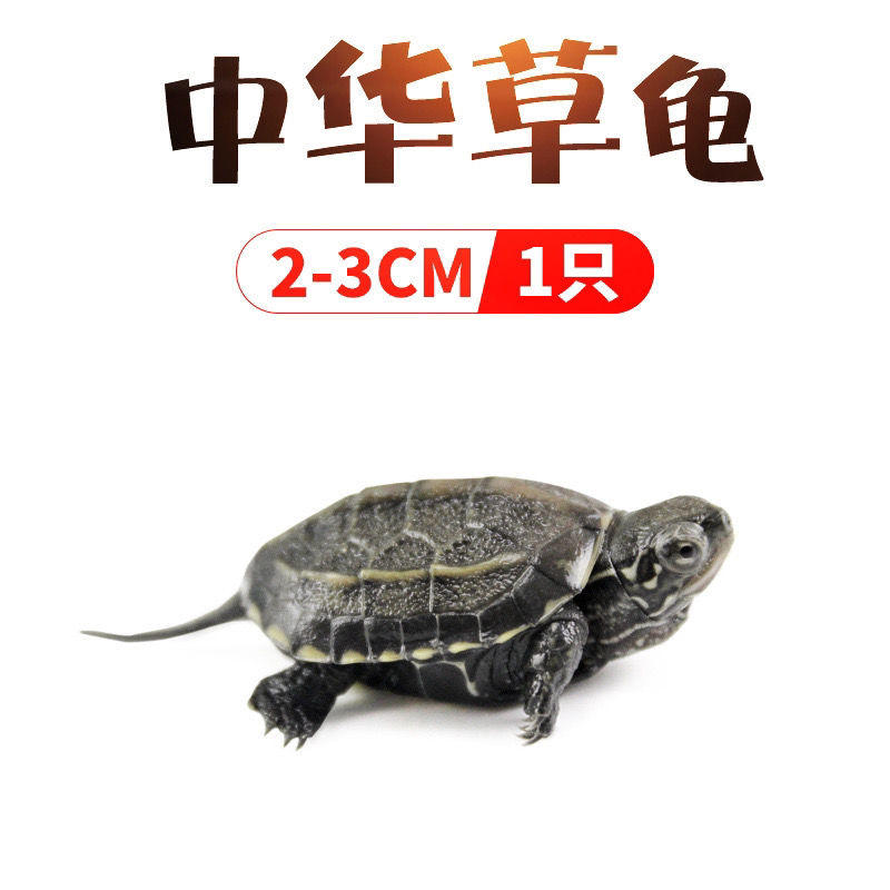 产地直乌龟活体中华草龟小乌龟外塘长寿龟宠物水龟活物包邮