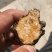 一代黑皮朱砂点家种苍术（红茬）
