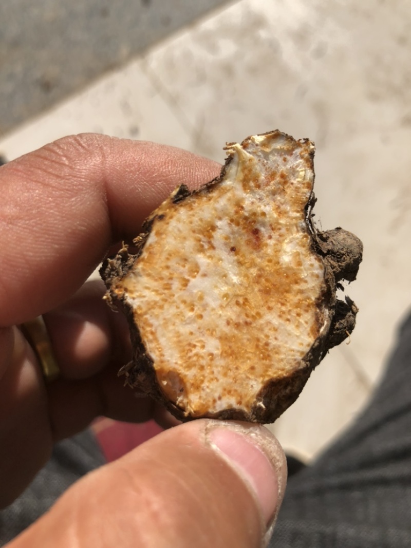 一代黑皮朱砂点家种苍术（红茬）