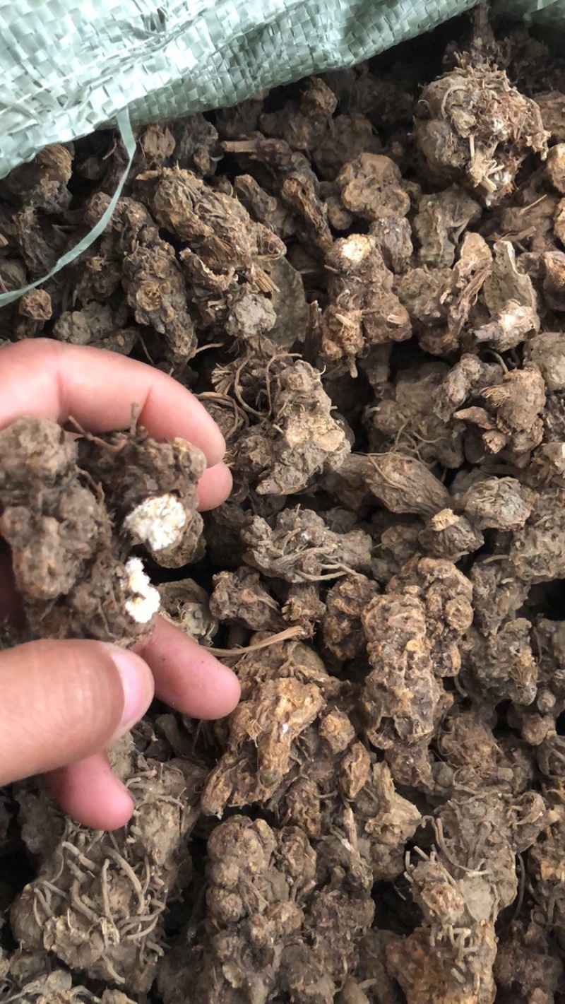 一代黑皮朱砂点家种苍术（红茬）